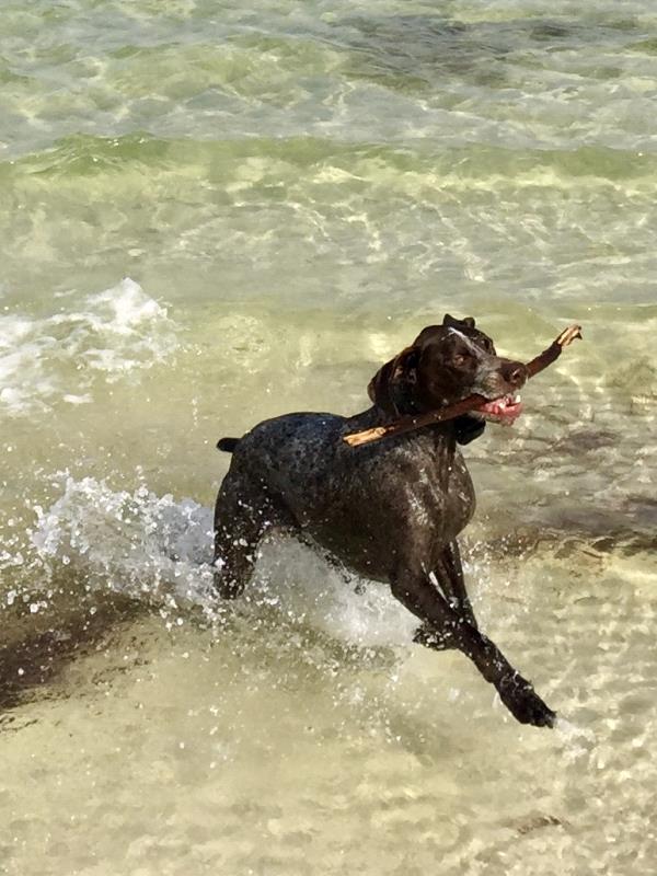 /Images/uploads/Southeast German Shorthaired Pointer Rescue/segspcalendarcontest2018/entries/8665thumb.jpg